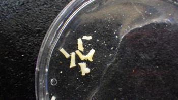 Media type: image;   Invertebrate Zoology 153498 Description: Live specimen.;